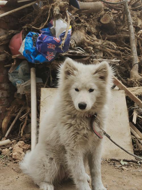 二哈竟敢这样养红游戏截图