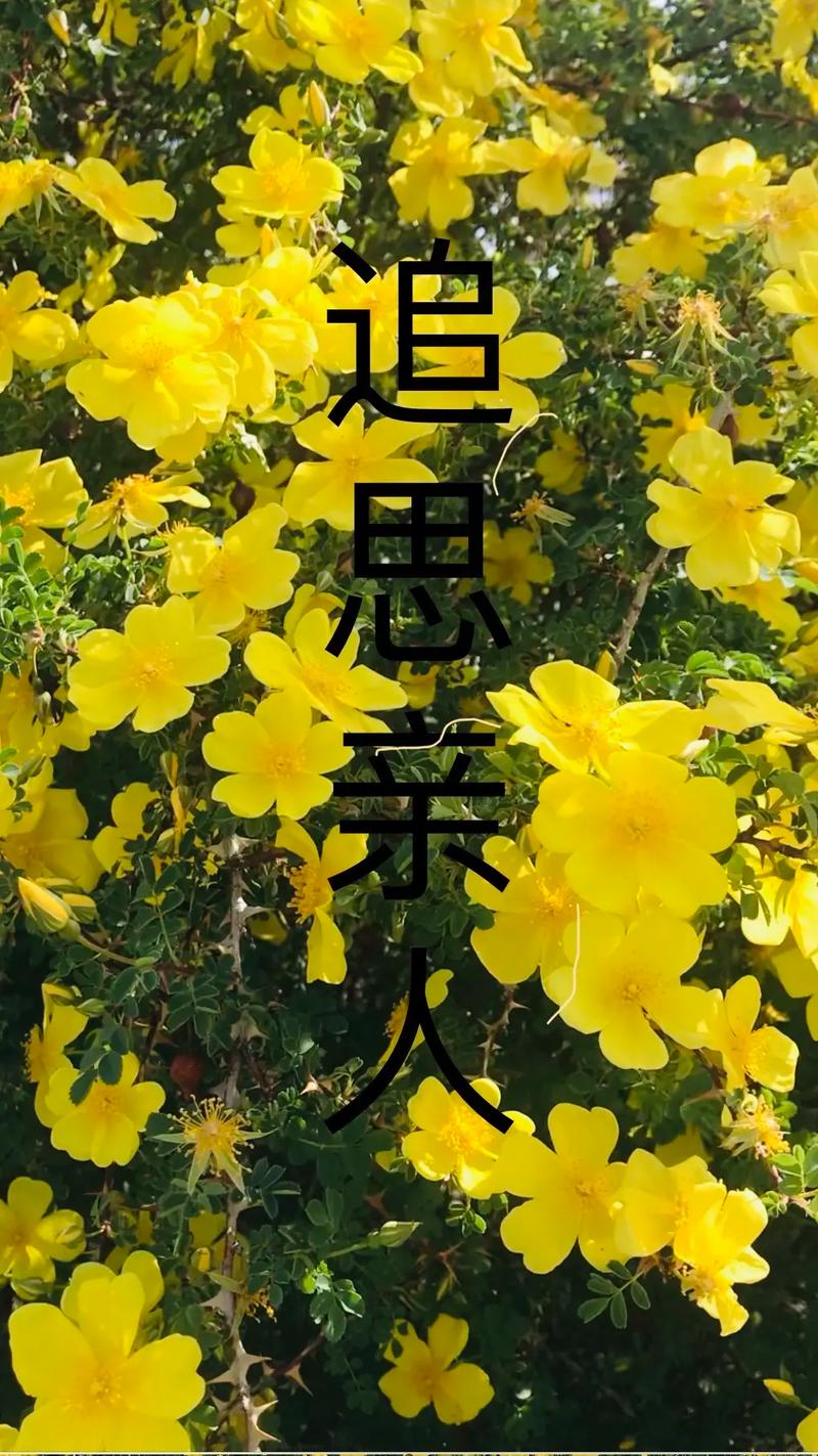 追思小说手机版游戏截图