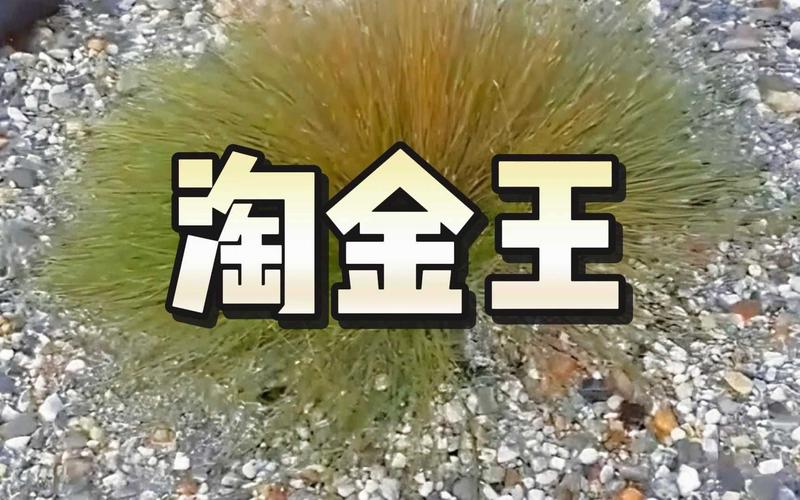 淘金王游戏截图