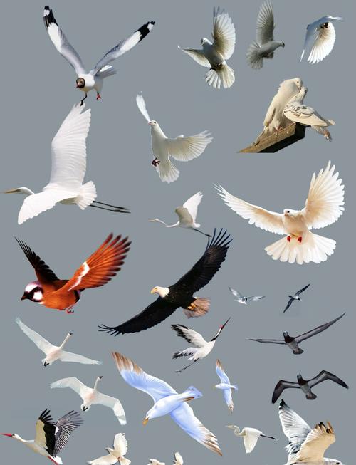 飞鸟下载游戏截图