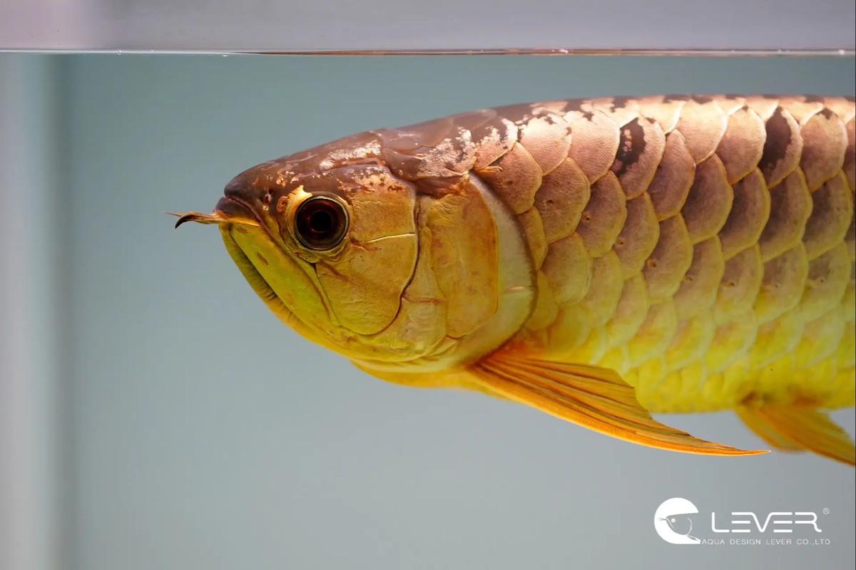 《我可以变成鱼》第七十四章龙鱼改造游戏截图