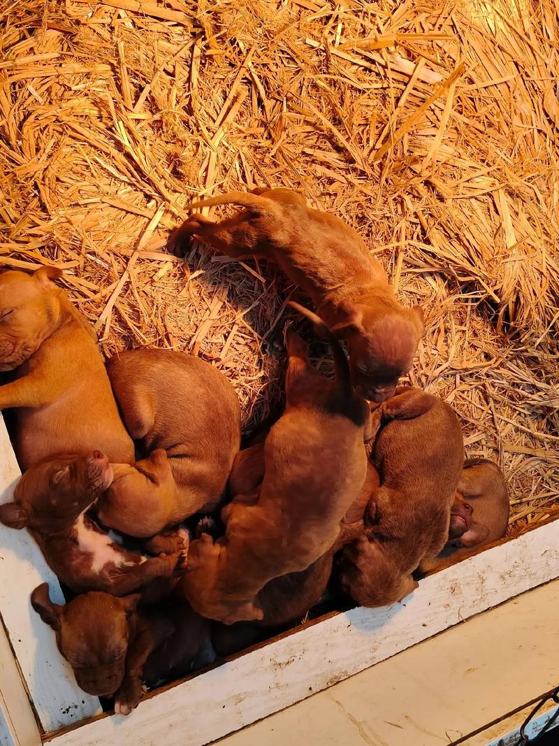 比特儿游戏截图