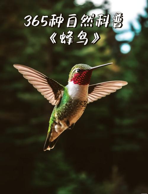 蜂鸟视频下载游戏截图