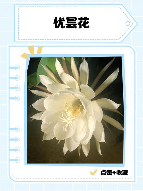 忧昙花游戏截图