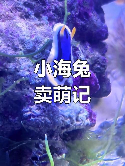 小海兔游戏截图